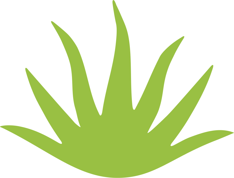 modica aloe superfood illustration